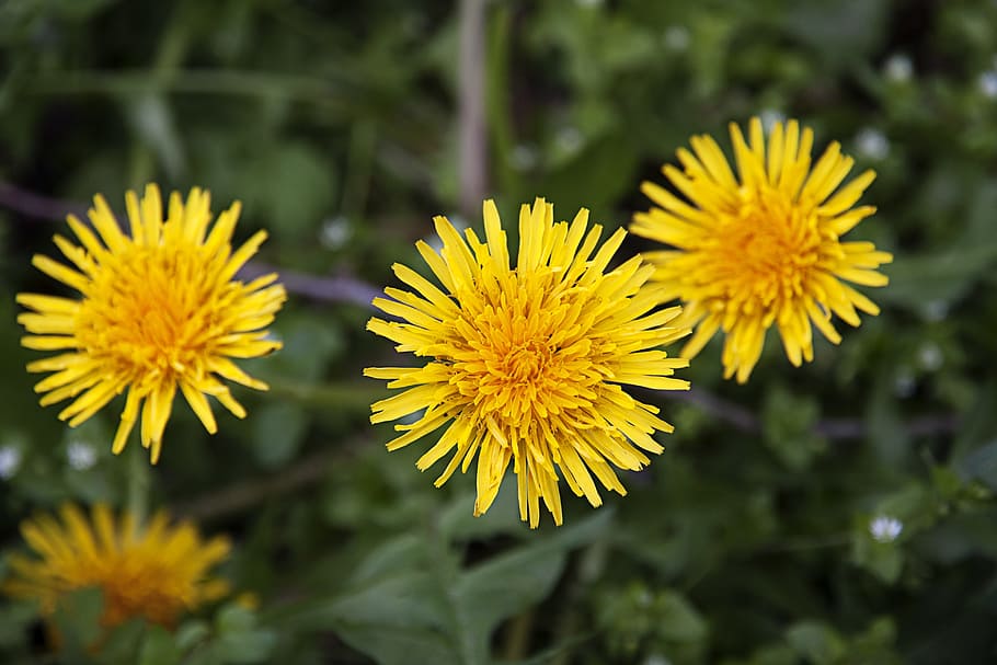 dandelions, yellow, healing, flower, flowering plant, freshness HD wallpaper