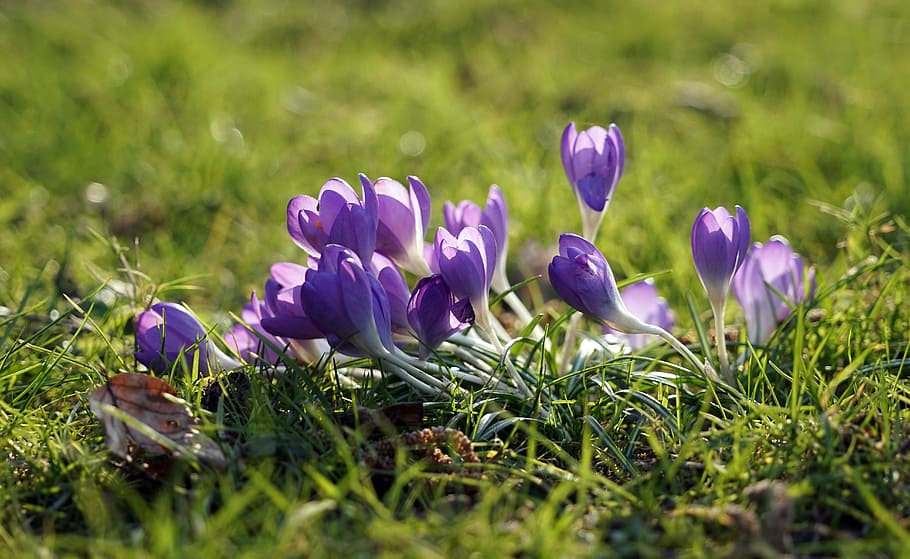 crocus, purple, spring, spring flower, early bloomer, violet HD wallpaper
