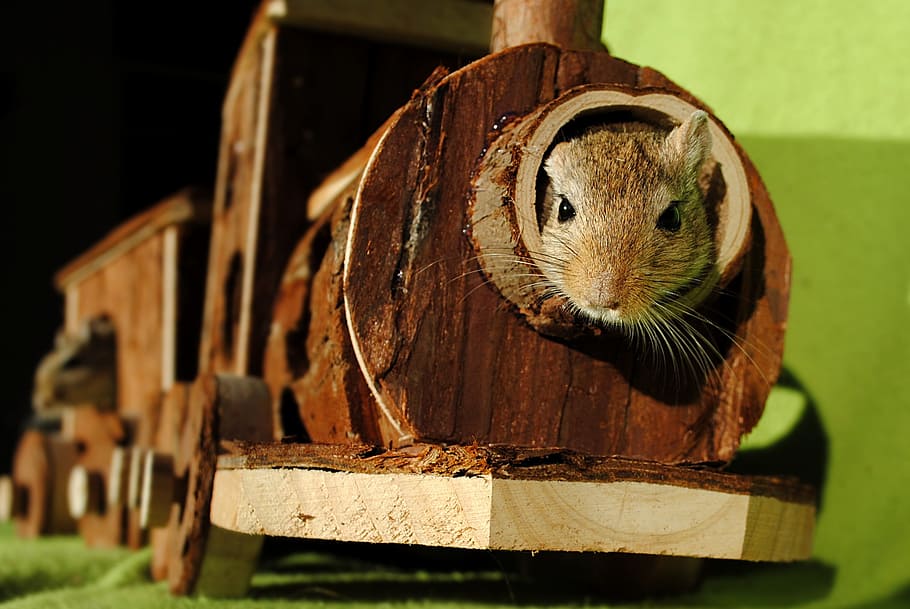 rat on wooden train, domestic animal, rodent, gerbil, hiding place