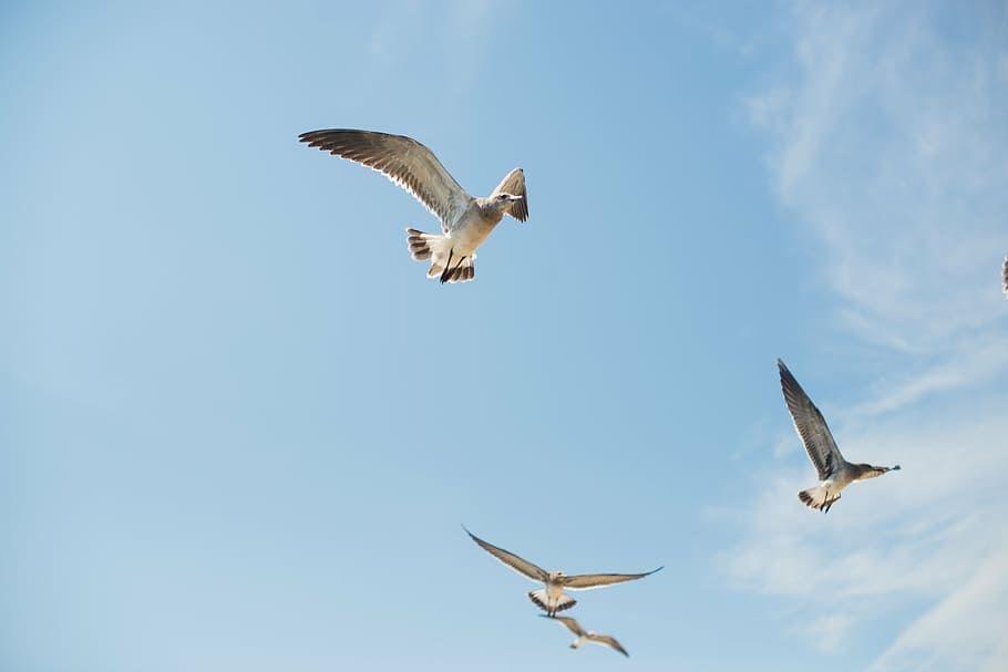 seagull, ocean, beach, bird, flying, nature, animal, wildlife HD wallpaper