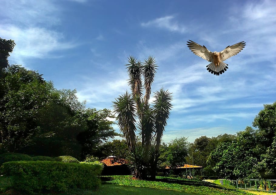 birds, trees, sky, clouds, vegetation, landscape, nature, tropical birds HD wallpaper