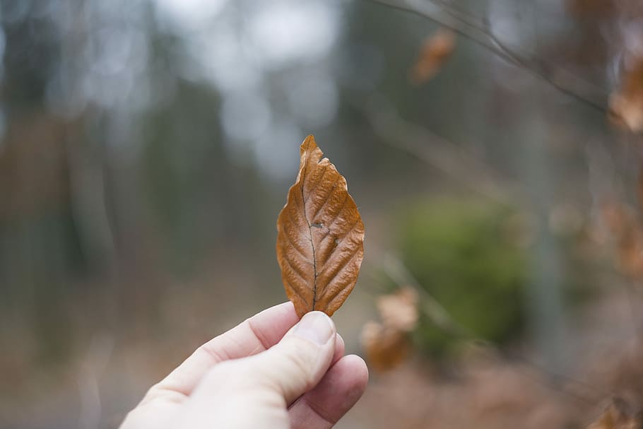 selective focus photography of person holding brown leaf, person holding brown dried leaf HD wallpaper