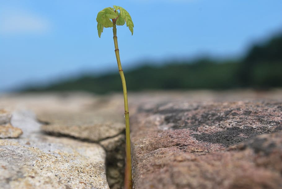 green leafed plant in between of gray rock, Sprout, Crack, Stone, HD wallpaper