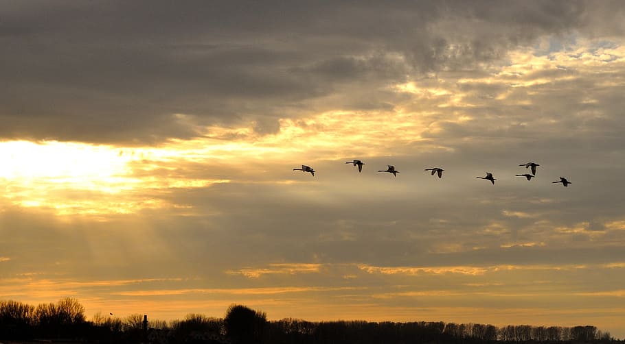 swans, beach, sunset, evening, bird, sky, atmospheric, evening sky HD wallpaper