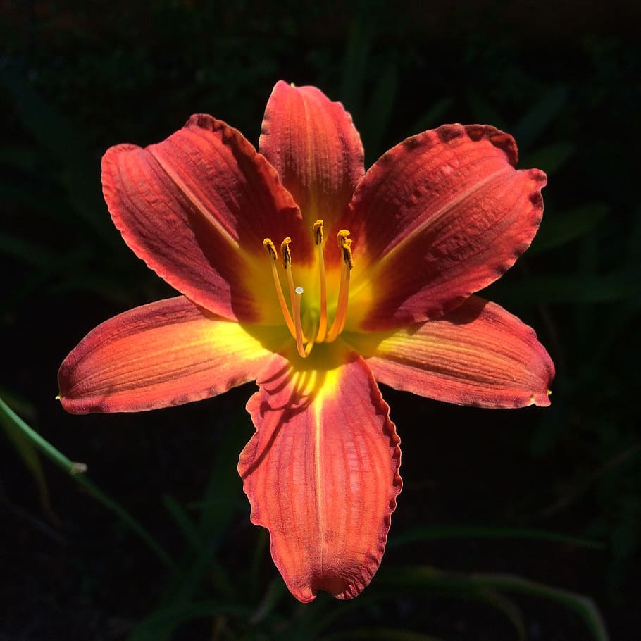 flower, light, shade, spring, nature, summer, floral, blossom HD wallpaper