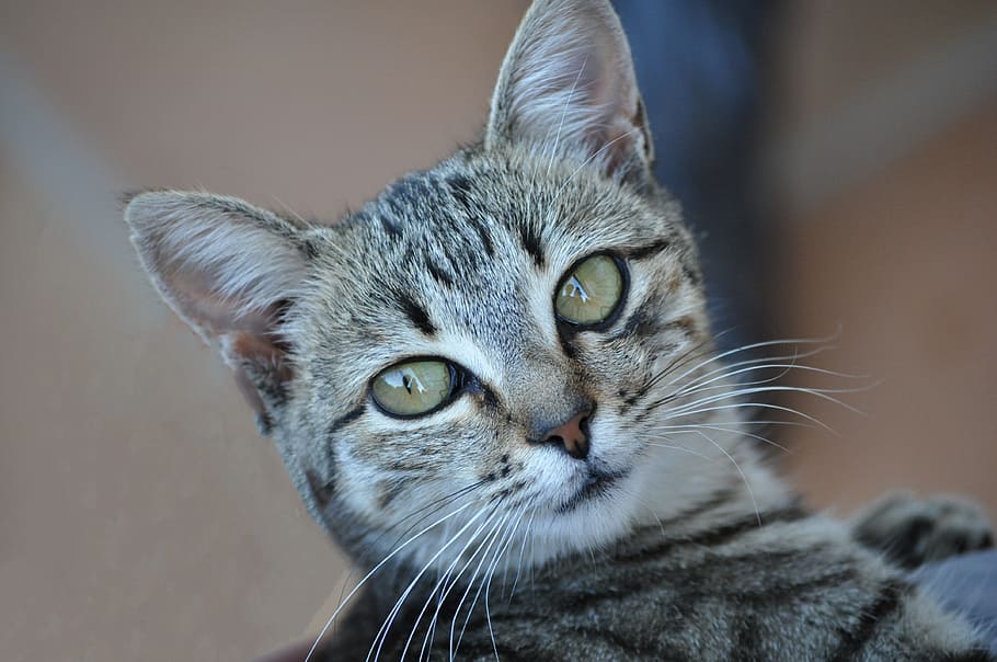 Cat, Tiger, Grey, Eyes, domestic cat, pets, one animal, animal themes HD wallpaper