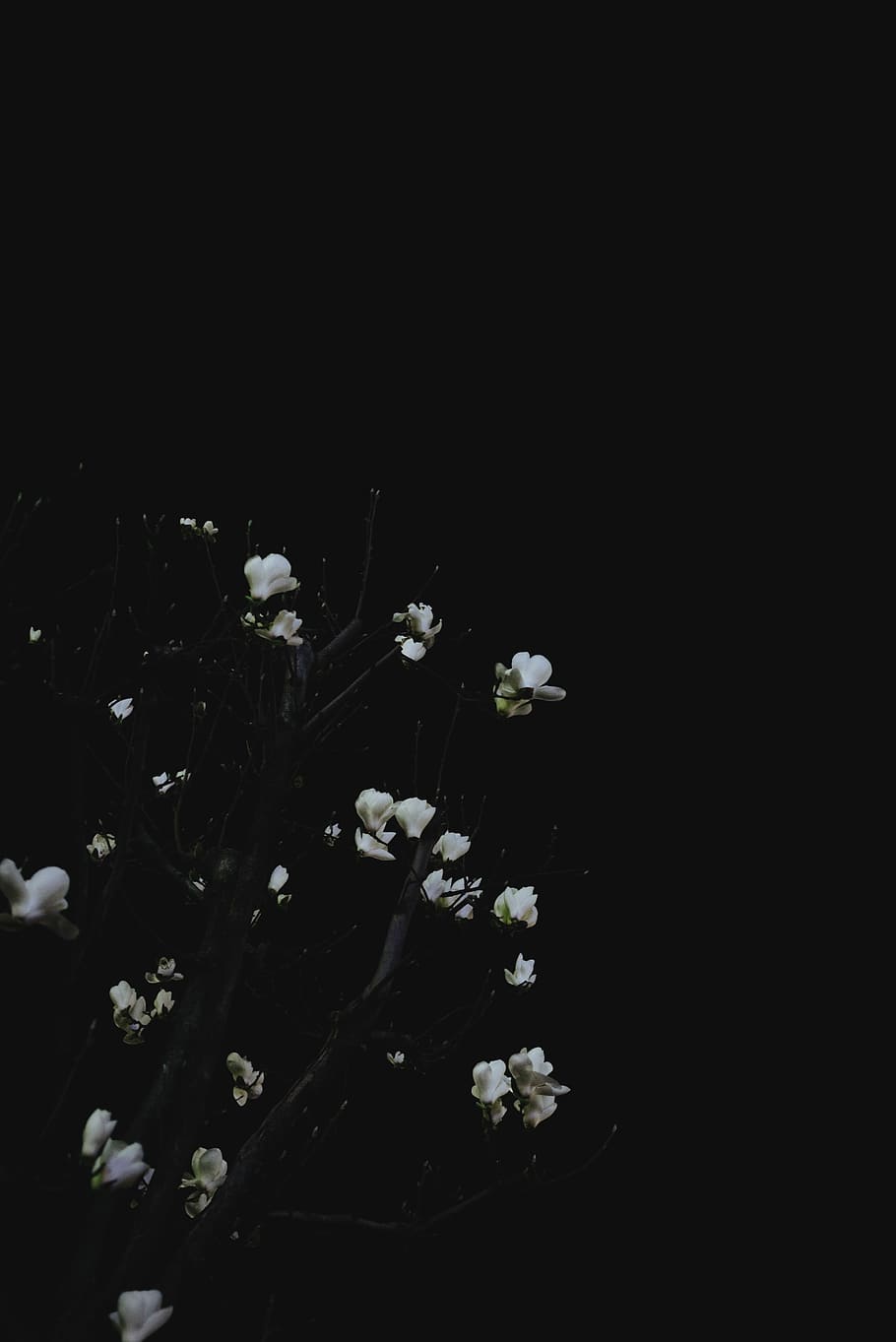 closeup photo of white leaf plant, white flowers with black background HD wallpaper