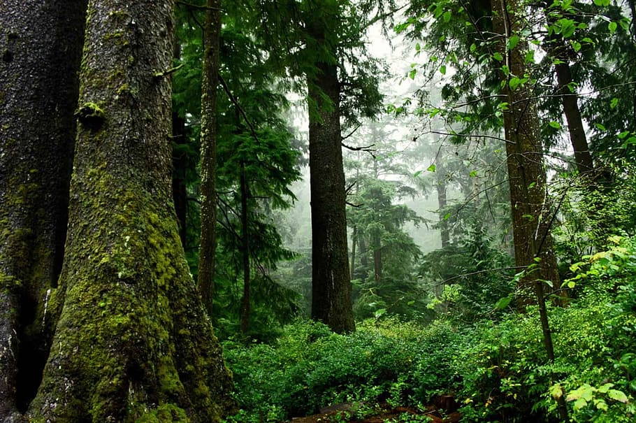 green grass surrounded by trees, forest, wood, nature, foam HD wallpaper