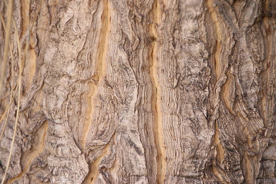tree, bark, wood, texture, nature, tree bark texture, tree trunk HD wallpaper