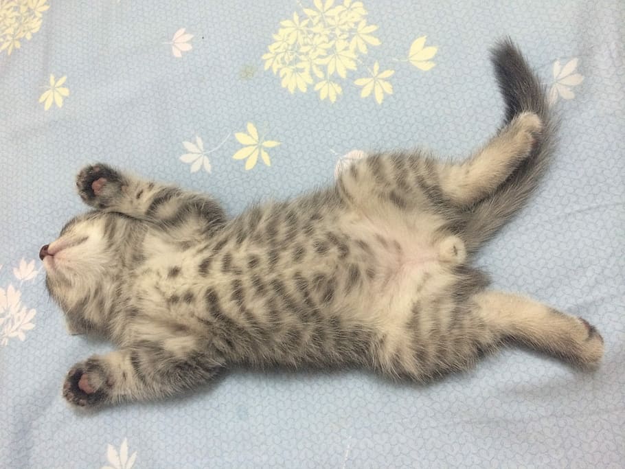 Cat, Animal, Pets, lying down, one animal, full length, animal themes HD wallpaper