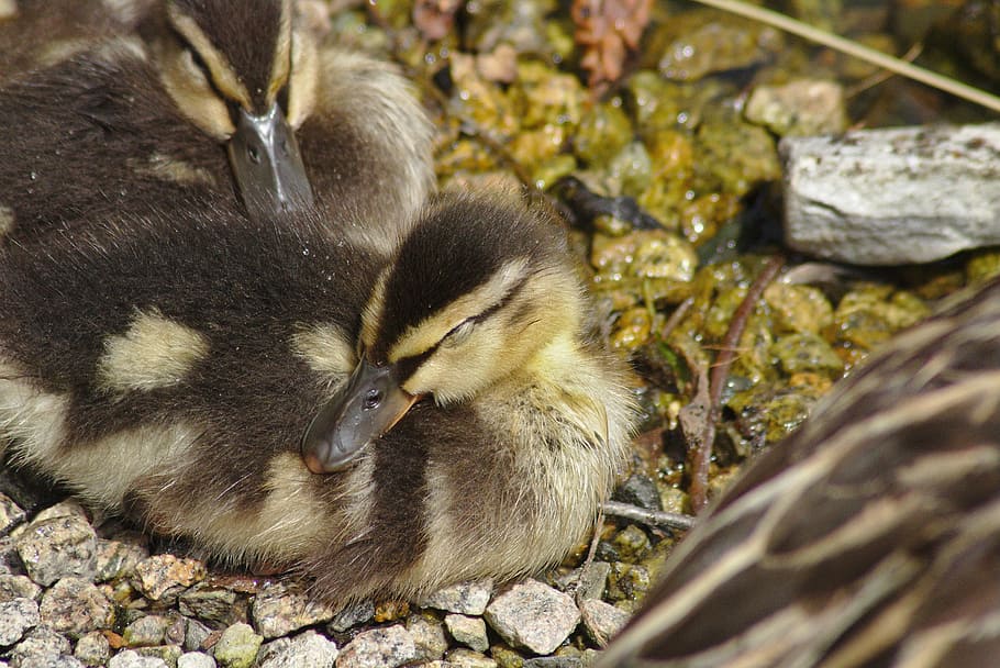 goose, head, animal, macro, close, swannery, casting, creature HD wallpaper