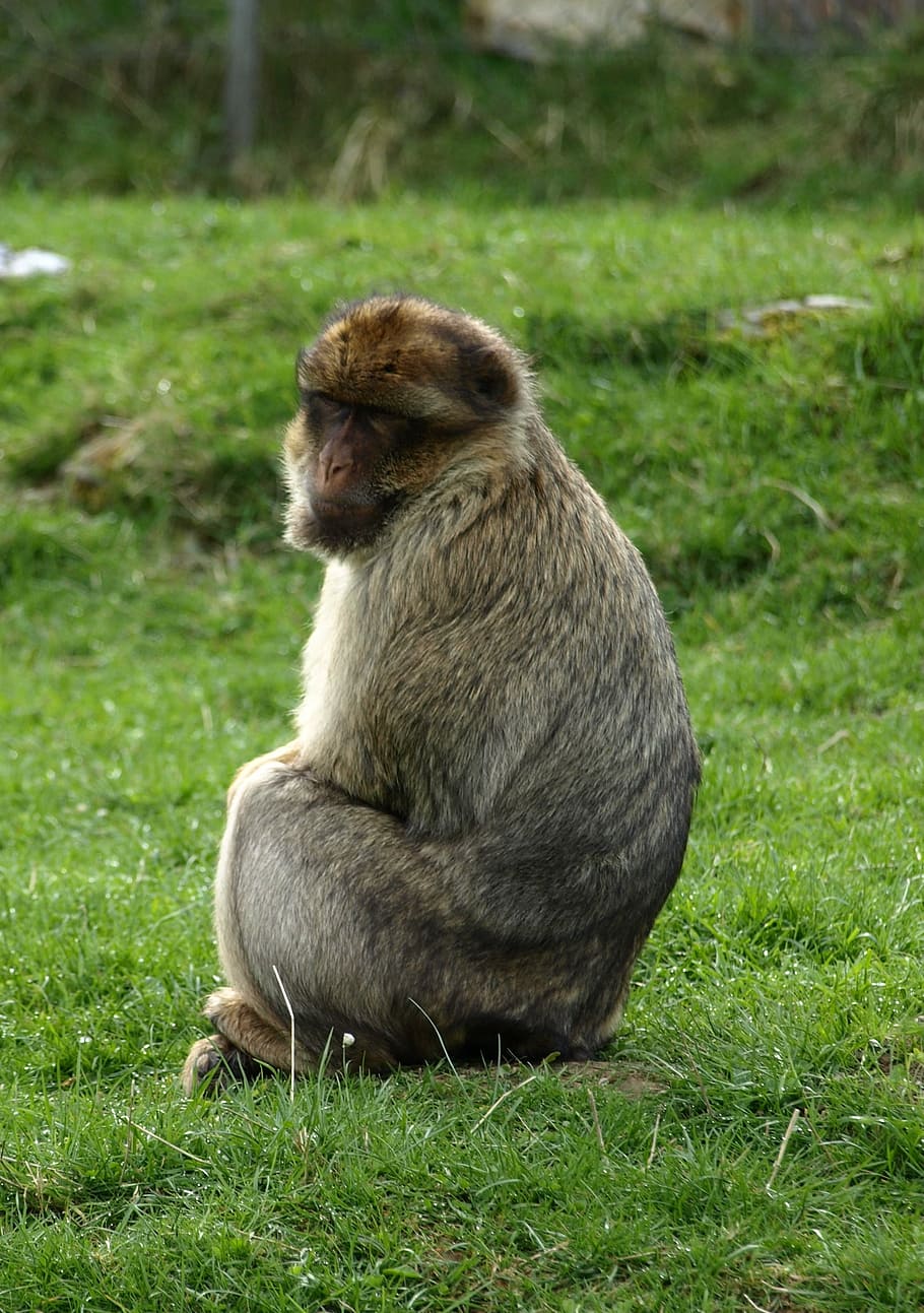 Barbary Ape, Monkey, Animals, monkey portrait, grass, one animal HD wallpaper