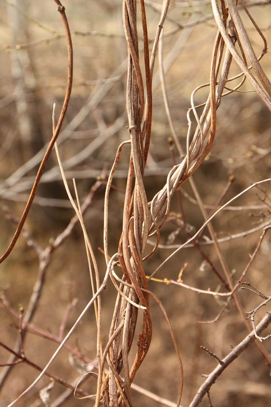 beard, clematis, curled, joy, old, vines, vitalba, plants, focus on foreground HD wallpaper