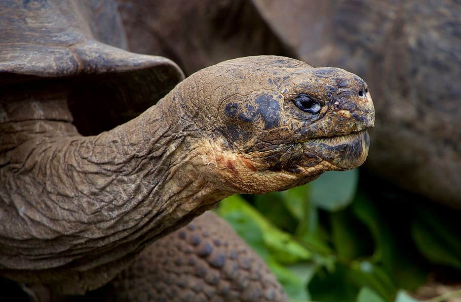 selective focus photography of gray turtle, selective focus photography of brown turtle HD wallpaper