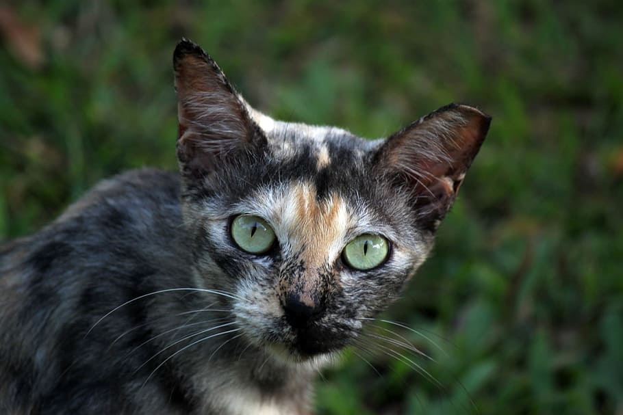 cat, pet, animal, kitten, grey cat, feline, domestic, mammal HD wallpaper