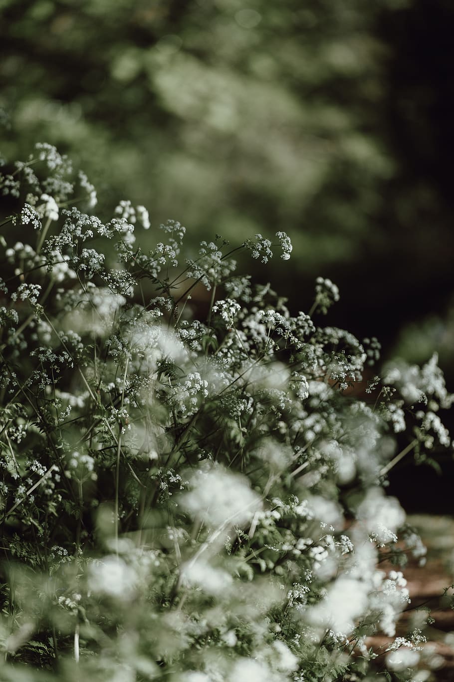 tilt shift lens photography of white flowers, shallow focus photography of white flowers HD wallpaper