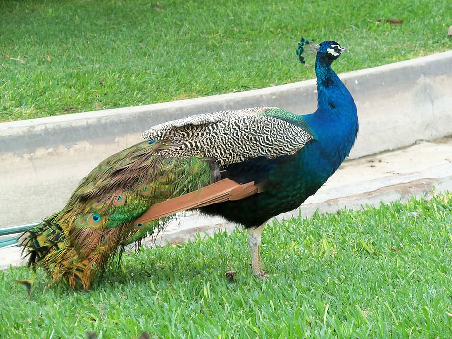 Animal, Ave, Peacock, grass, bird, green color, animals in the wild HD wallpaper