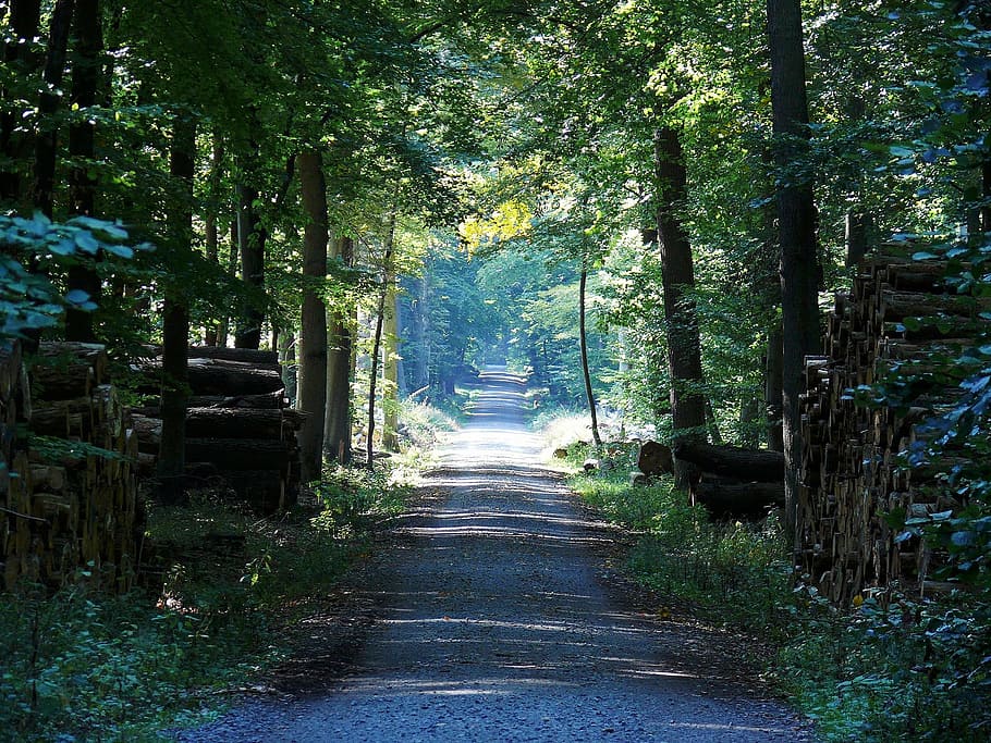 away, forest path, nature, trees, landscape, sunny, green, autumn HD wallpaper
