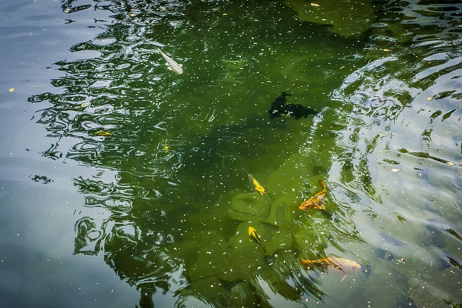 pond, fish, nature, river, day, small river, rod, dacha, grass HD wallpaper