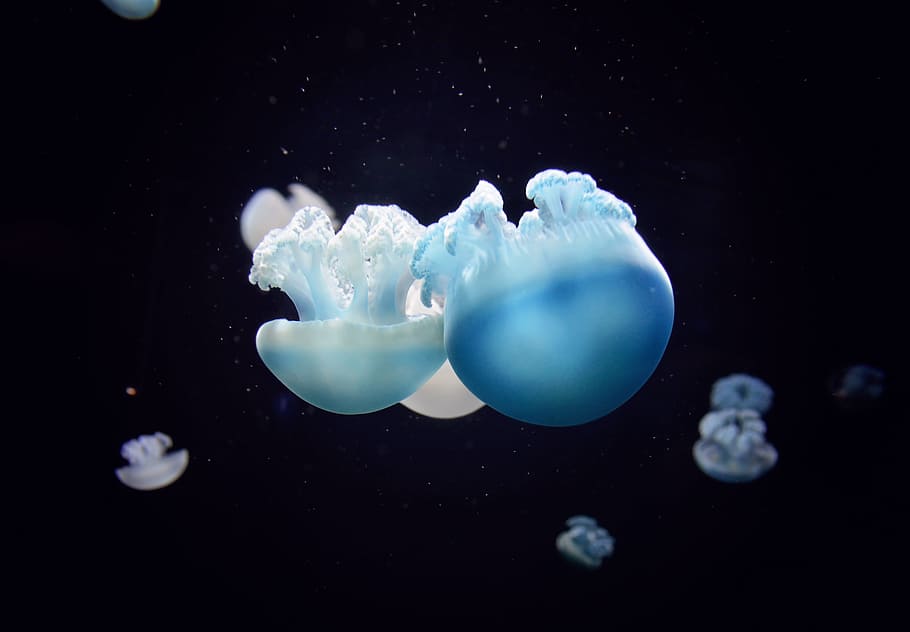 school of blue jellyfishes, Jelly Love, aquarium, underwater, HD wallpaper