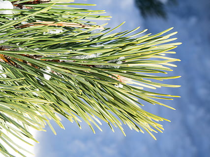 Pine Leaves with Snow, blur, focus, green, ice, Macro, Nature HD wallpaper