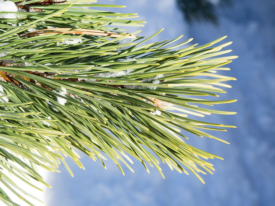 Pine Leaves with Snow, blur, focus, green, ice, Macro, Nature HD wallpaper