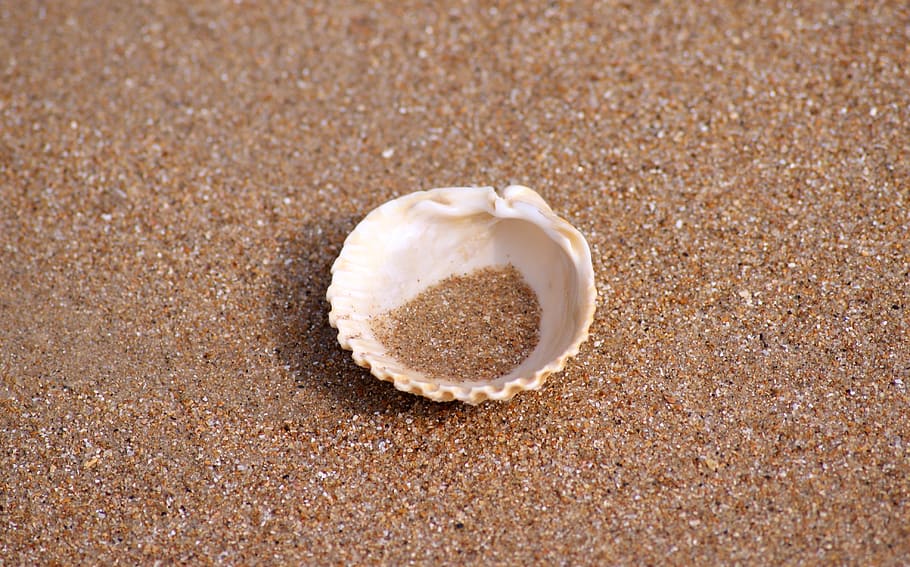 white seashell on, lonely, beach, loneliness, sand beach, water HD wallpaper