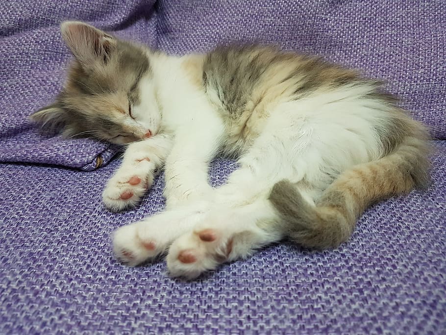 Cat, Dreams, Sleeps, pets, domestic cat, animal themes, indoors HD wallpaper