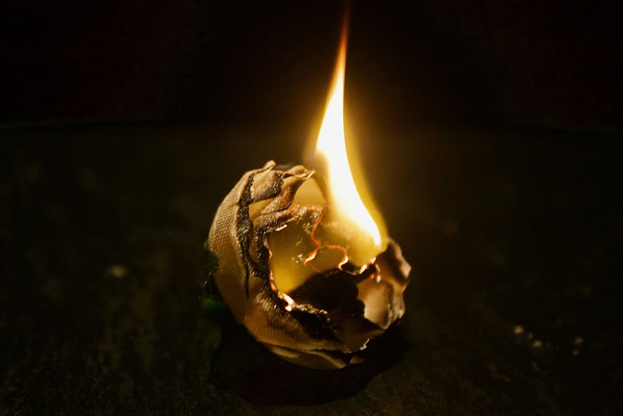 Fire, Flower, Photography, Flame, Nature, plant, blossom, floral HD wallpaper