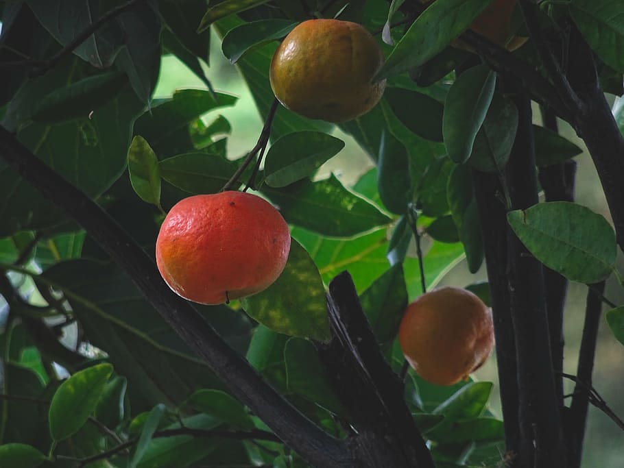 mandarin, fruit, citrus fruit, tree, citrus reticulata, healthy eating HD wallpaper