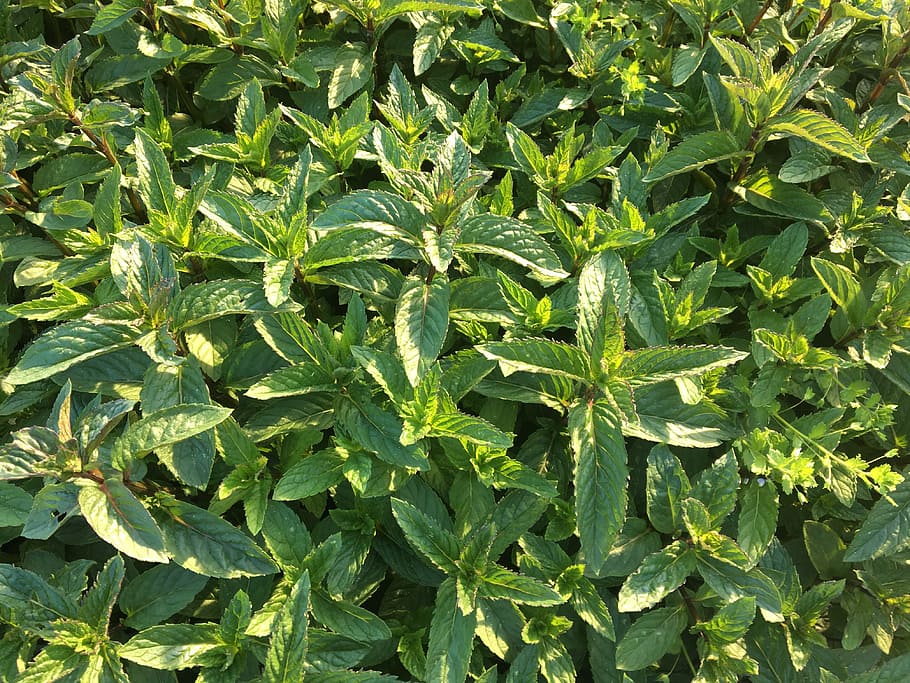 Mint, Peppermint, Tee, Healthy, Plant, herbs, green, nature HD wallpaper