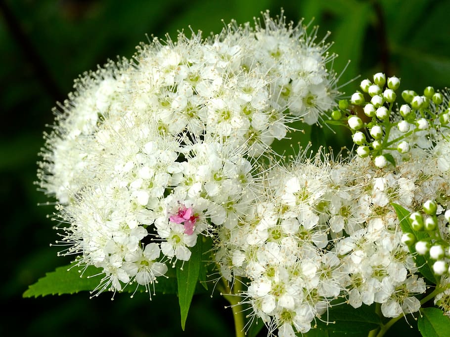 hydrangea, kamakura, white, flowers, japan flower, rainy season HD wallpaper