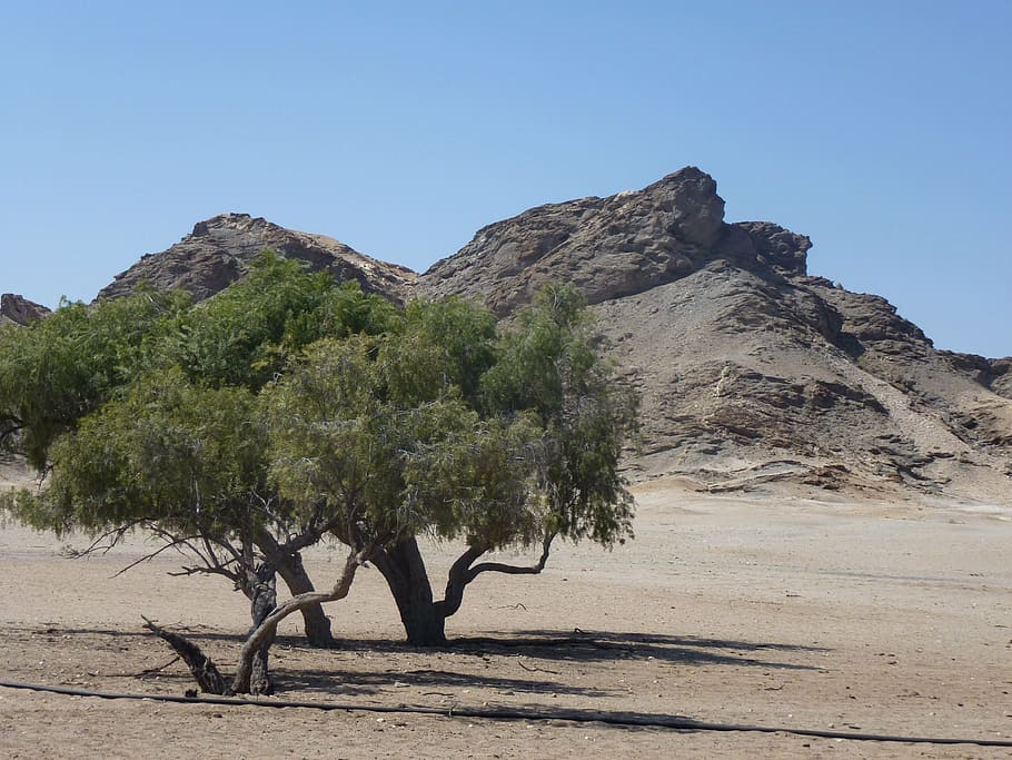 tree, mountain, landscape, namibia, travel, sky, plant, nature HD wallpaper