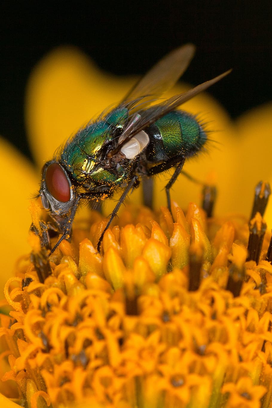blossom, bloom, fly, macro, insect macro, nature, close-up HD wallpaper