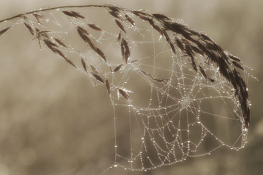 plant, cobwebs, macro, cobweb, spiderweb, trap, waterdrops, close-up HD wallpaper