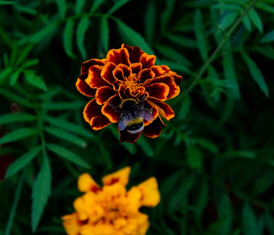 summer, flower, bumblebee, flowering plant, petal, fragility HD wallpaper