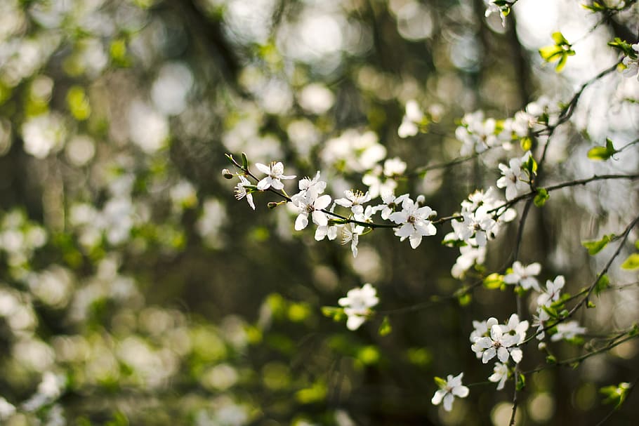 nature, plant, fruit, tree, blossom, bloom, spring, season HD wallpaper