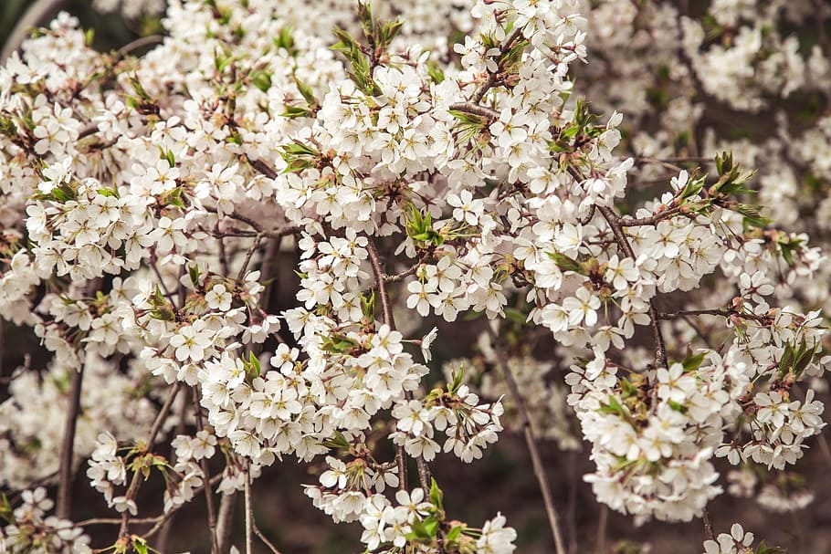 Blossom, Tree, Flower, Spring, Nature, bloom, branch, plant HD wallpaper