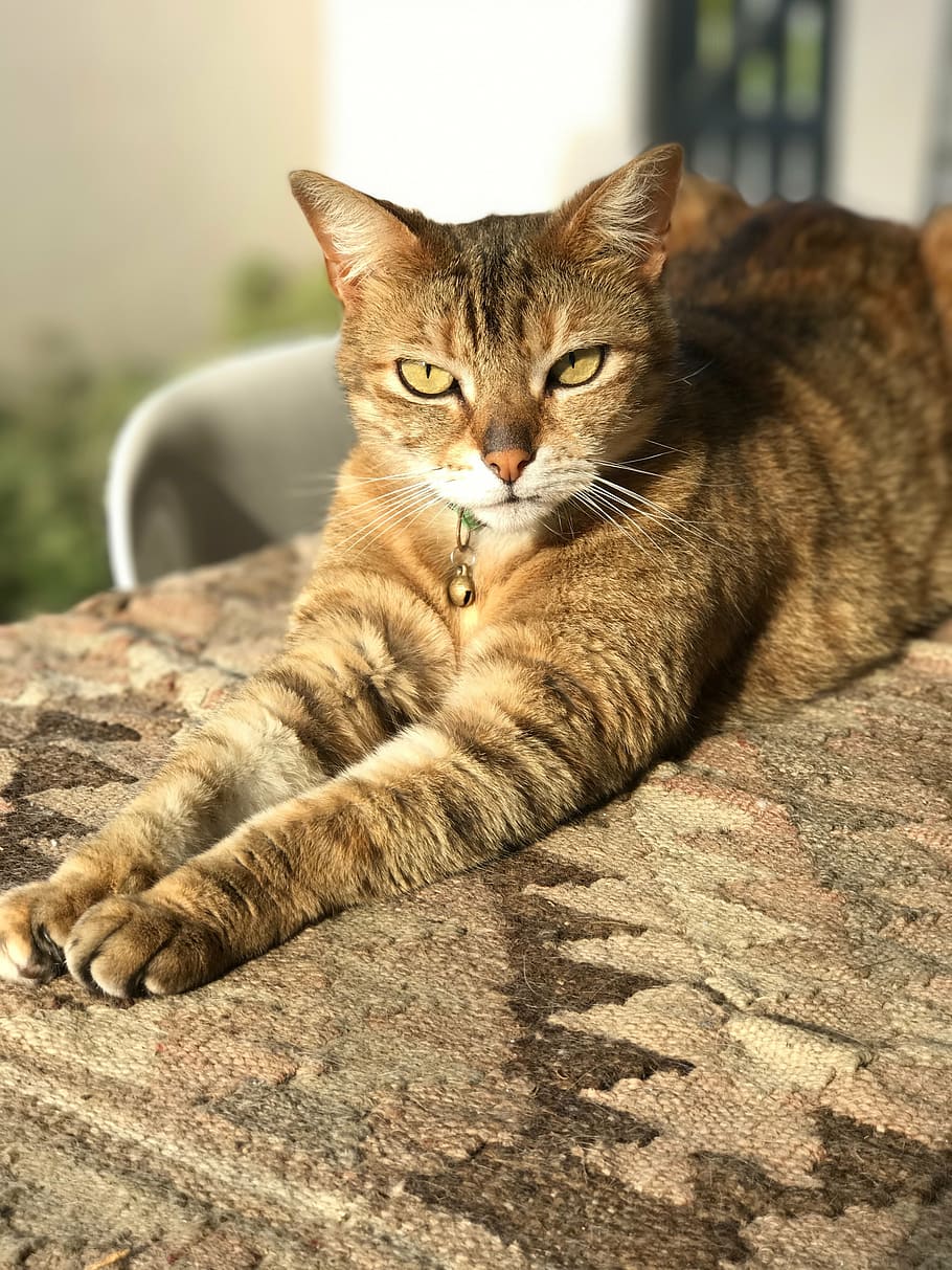 cat, cute, wild, face, animal, domestic, kitten, mammal, cute cat HD wallpaper