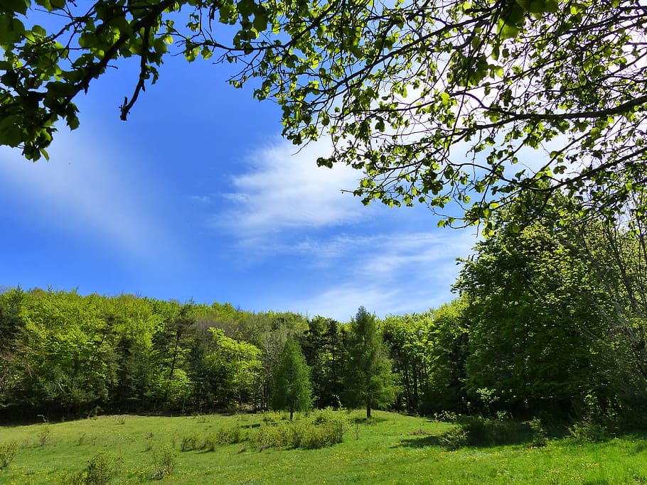 Landscapes, Nature, Spring, Mountain, trees, forest, branch HD wallpaper