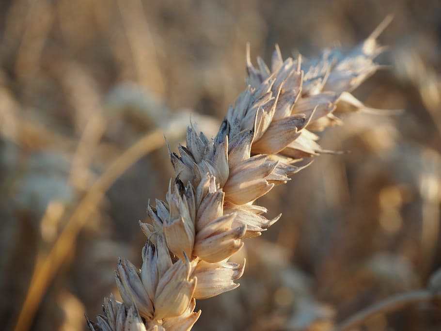 Wheat, Axes, mark, cereal plant, agriculture, crop, plant stem HD wallpaper