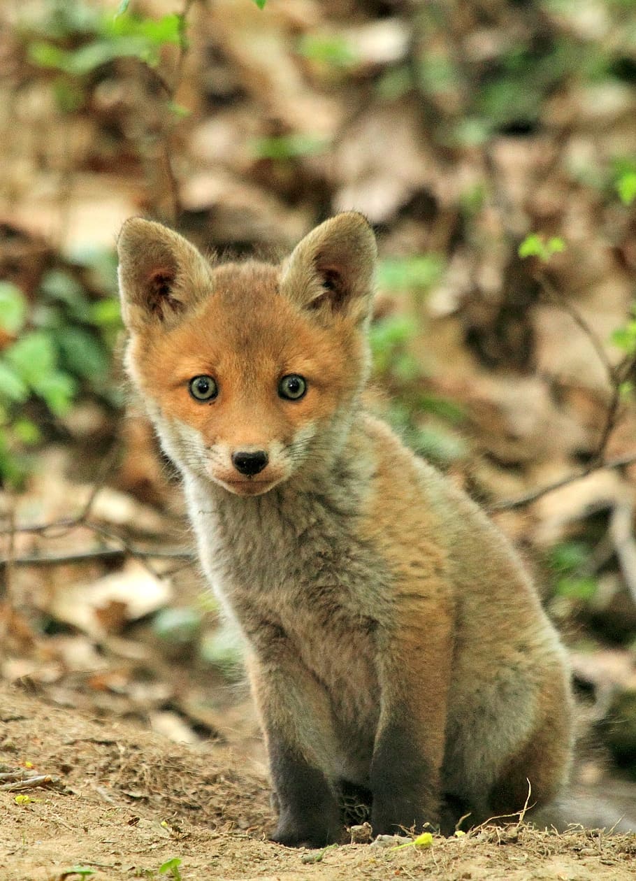 selective focus of brown baby fox, animal, forest, nature, mammal HD wallpaper