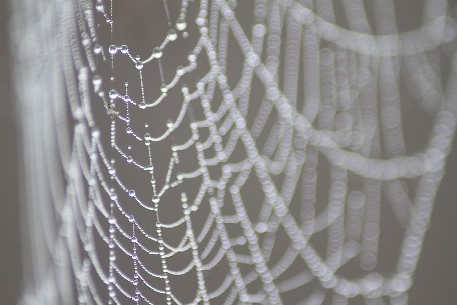 web, spiderweb, water, dew, cobweb, drops, droplets, nature HD wallpaper