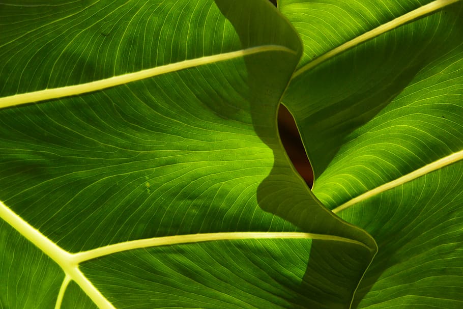green leaves, leaf, tropical, nature, plant, spring, environment HD wallpaper