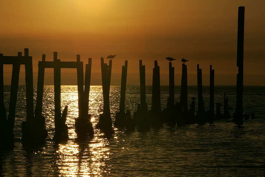 birds, perched, pilings, sunset, dusk, waterfowl, wildlife HD wallpaper