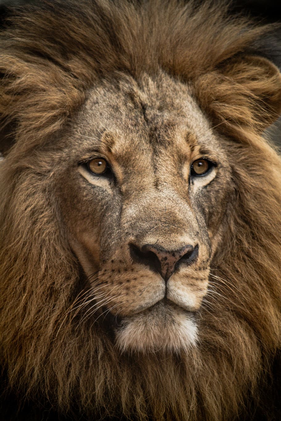 lion in close up shot, brown lion, king, face, portrait, mane HD wallpaper
