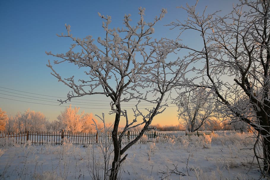 winter, morning, rime, tree, fence, nature, outdoors, plant HD wallpaper