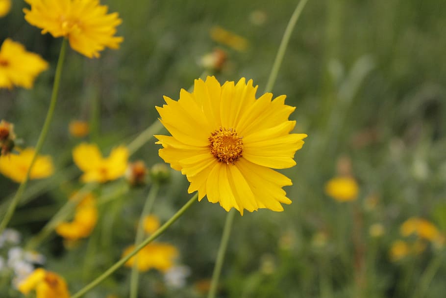 yellow flower, flowers, plants, chrysanthemum, wildflower, nature HD wallpaper
