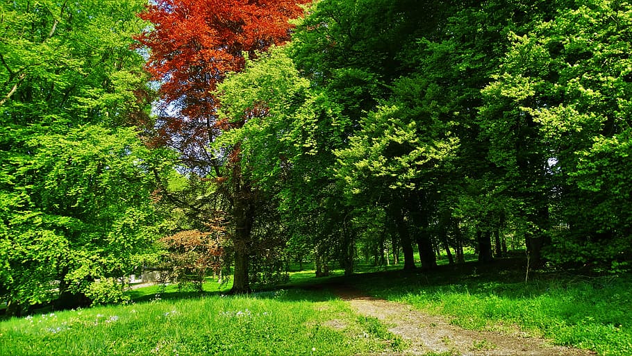 woods, forest, trees, path, natural, sweden, plant, growth HD wallpaper