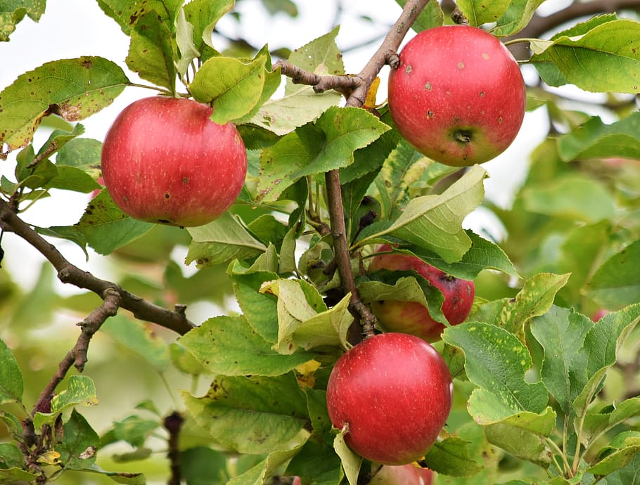 apple, apples, fruit, tree, sad, fiber, food, nature, health HD wallpaper